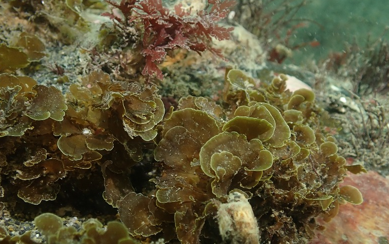 Descubren por primera vez en Chile el “alga abanico” en Bahía Inútil ...
